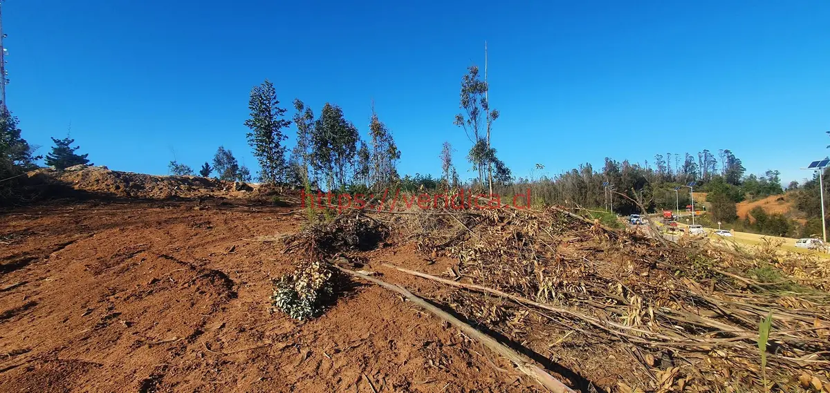 Arriendo terreno industrial de 8.000 m2 en Placilla. - foto 5