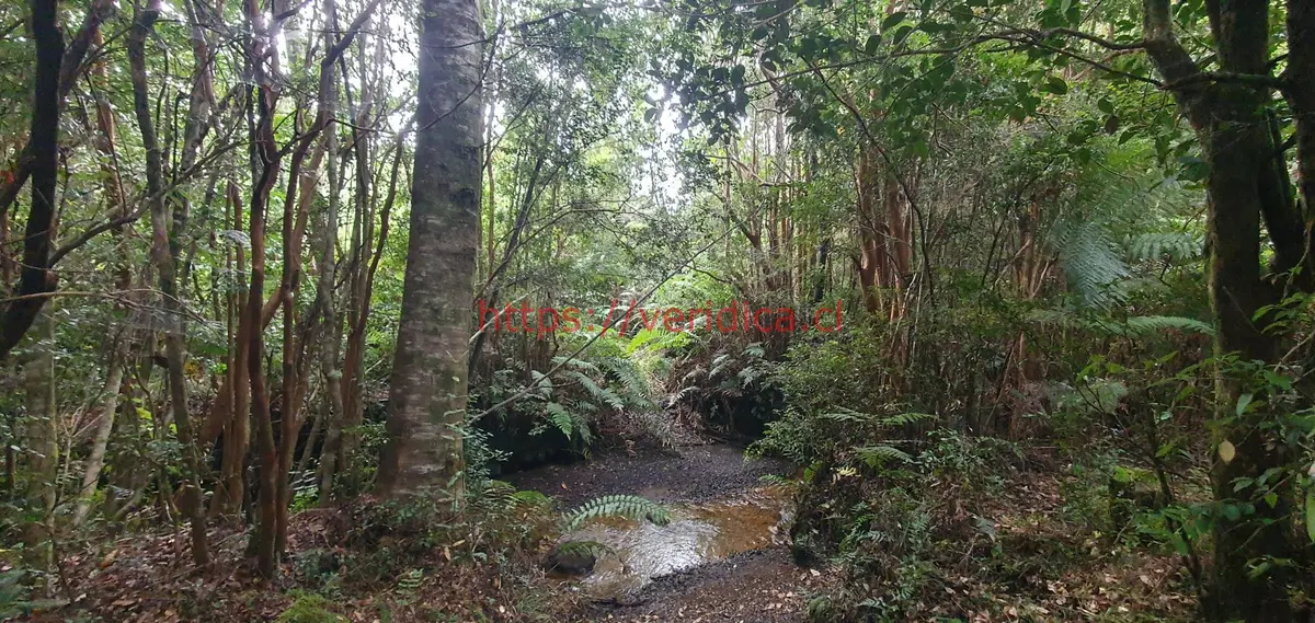 Por apuro vendo parcelas con luz agua en Rta. V-651 Puerto Montt - foto 5