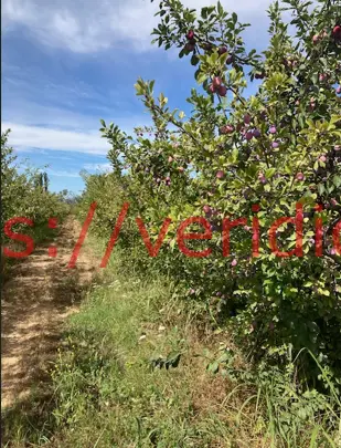 Gran campo en plena producción en El Abra, requínoa. - foto 2
