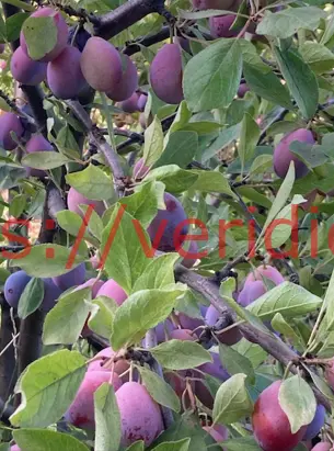 Gran campo en plena producción en El Abra, requínoa. - foto 3