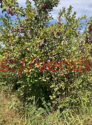 Gran campo en plena producción en El Abra, requínoa. - foto 4