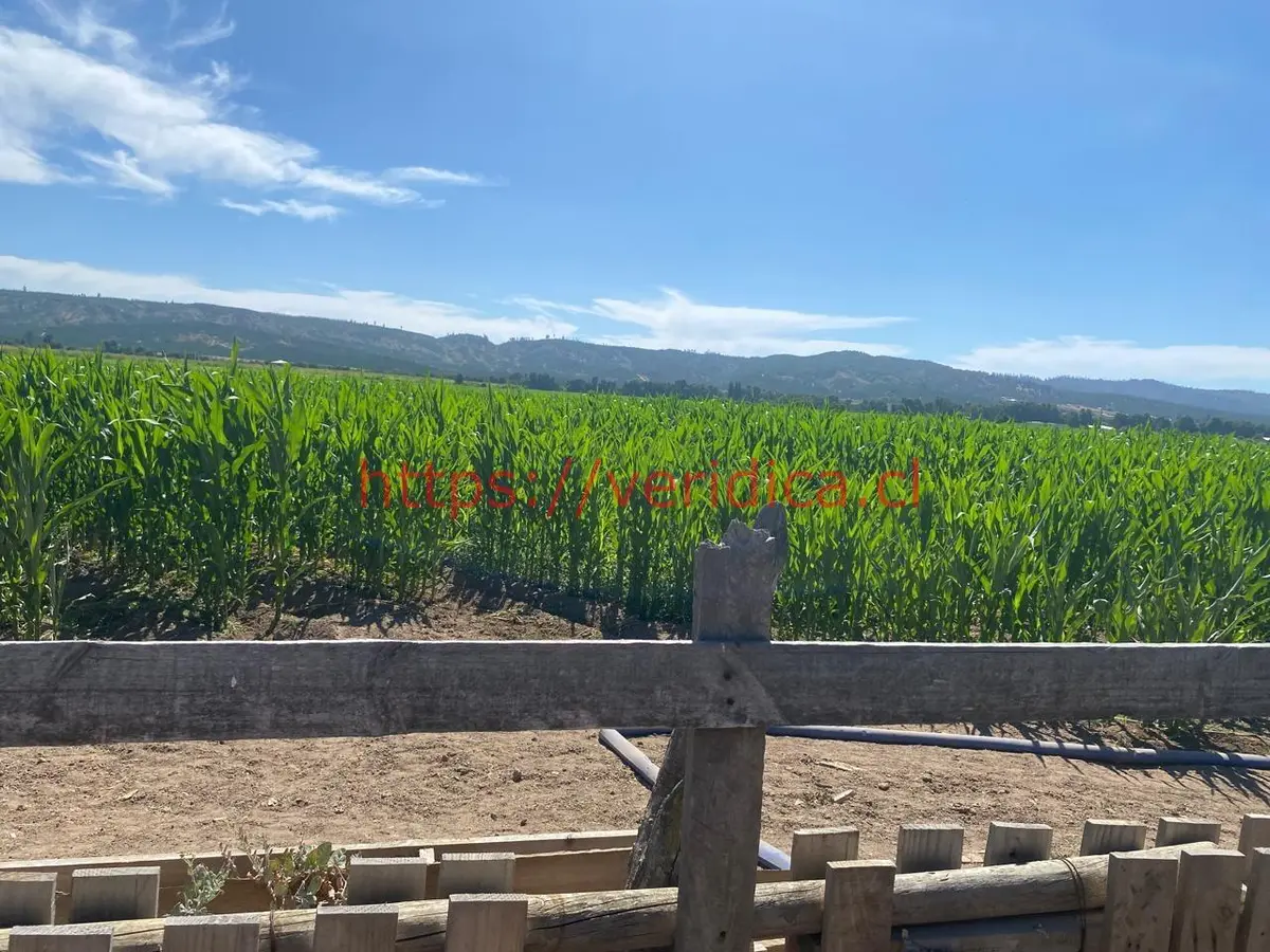 $1.440.000.000 OPORTUNIDAD DE INVERSIÓN. PREDIO AGRÍCOLA 48ha EN LOLOL - foto 2