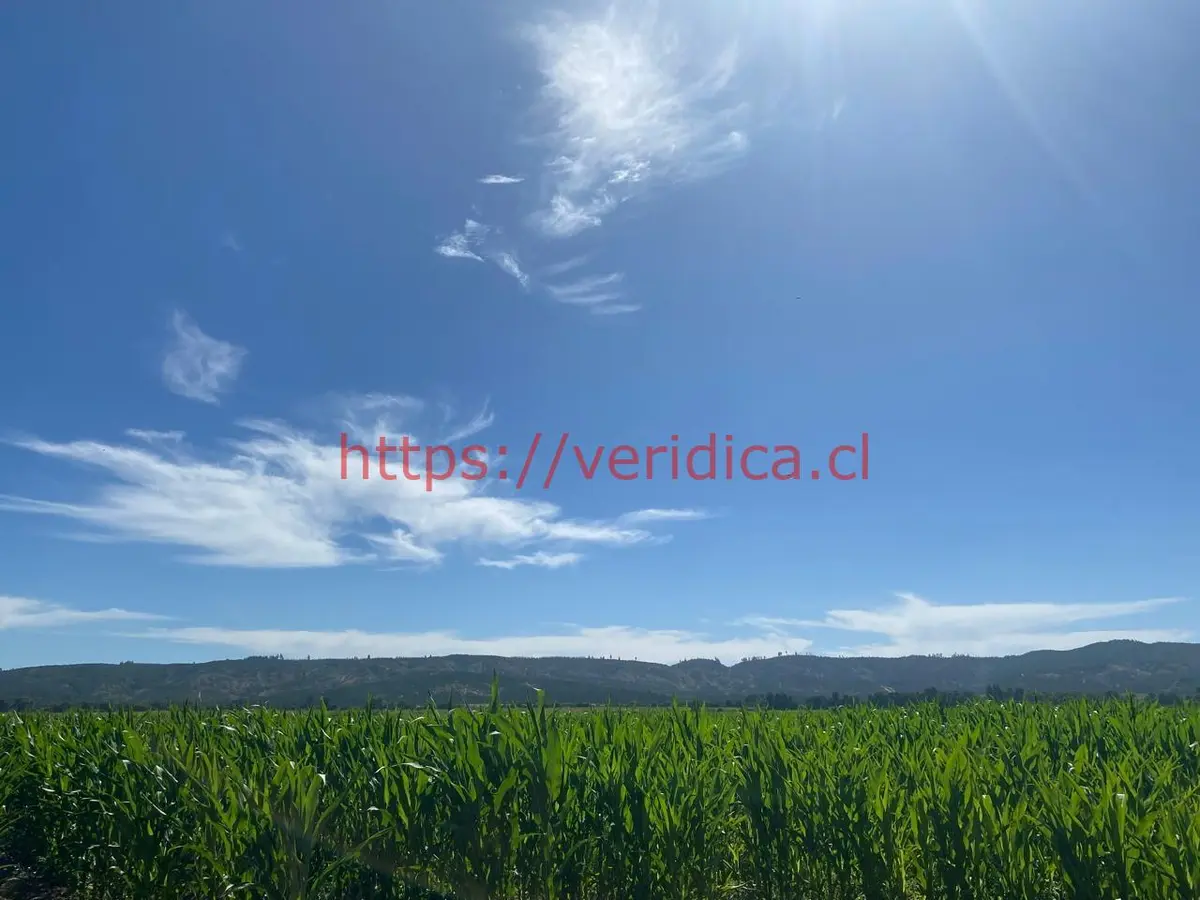 $1.440.000.000 OPORTUNIDAD DE INVERSIÓN. PREDIO AGRÍCOLA 48ha EN LOLOL - foto 3