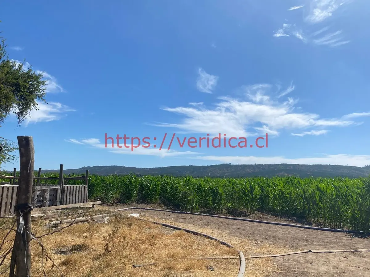 $1.440.000.000 OPORTUNIDAD DE INVERSIÓN. PREDIO AGRÍCOLA 48ha EN LOLOL - foto 4