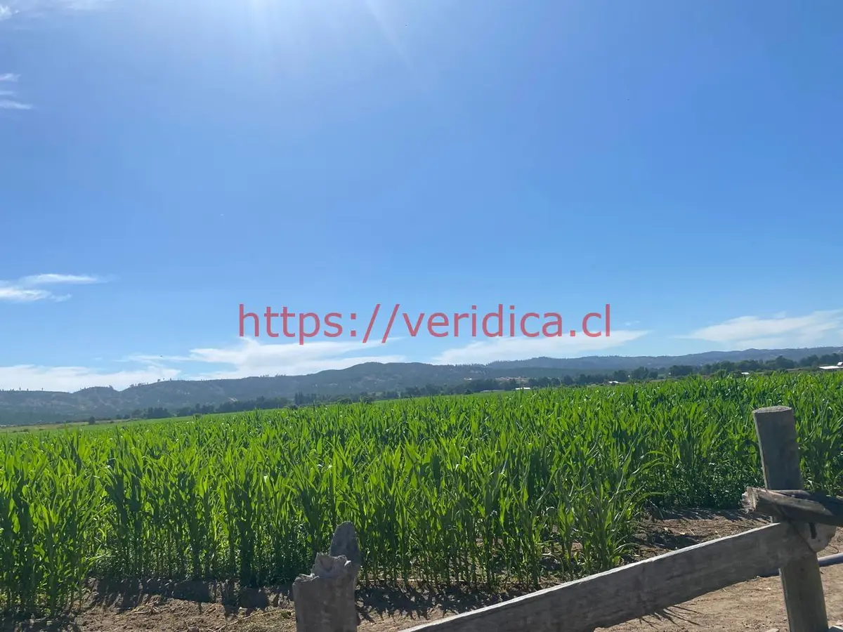 $1.440.000.000 OPORTUNIDAD DE INVERSIÓN. PREDIO AGRÍCOLA 48ha EN LOLOL - foto 5