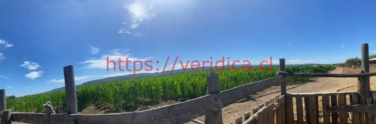 $1.440.000.000 OPORTUNIDAD DE INVERSIÓN. PREDIO AGRÍCOLA 48ha EN LOLOL - foto 6