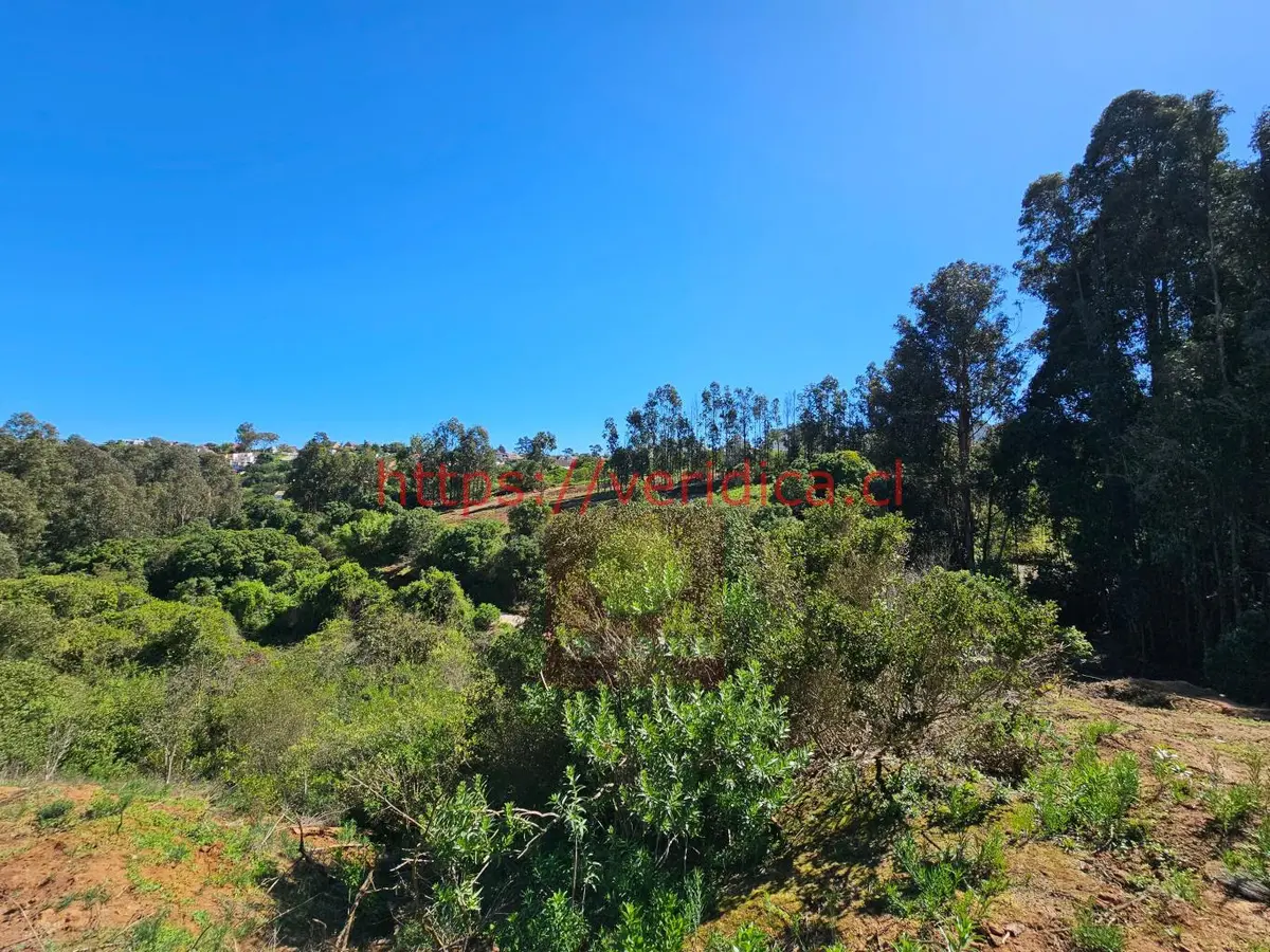 Veridika vende en Reñaca hermosos terrenos de 1000m2 - foto 6