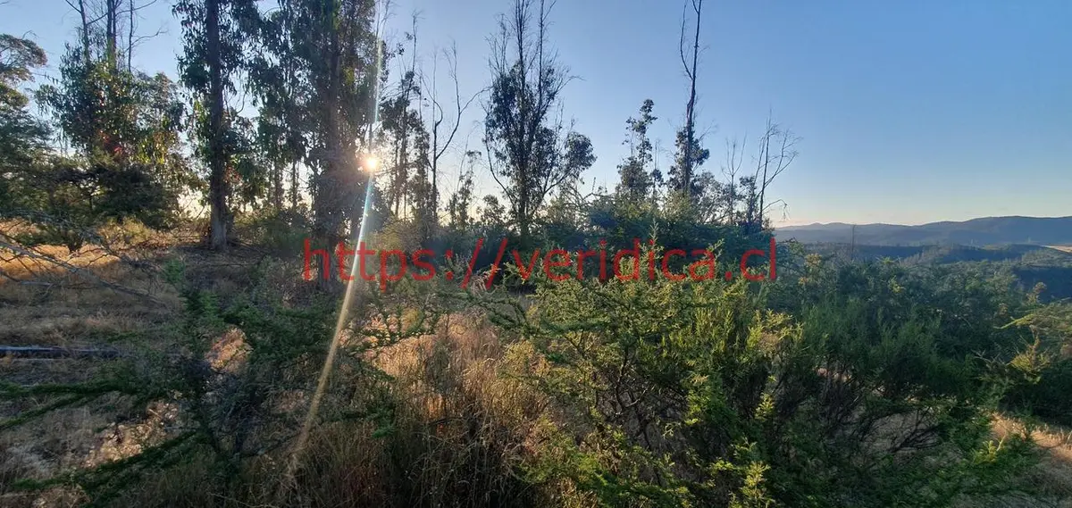 Parcela app 5.000m2  en Casablanca con preciosa vista $59.000.000 - foto 2