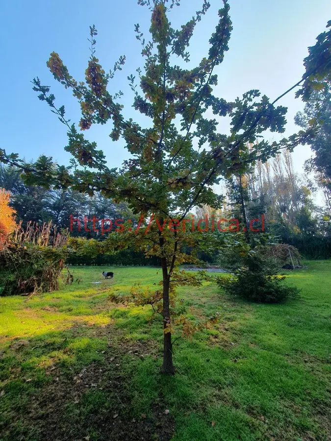 Bellísima parcela en Melipilla, con acceso restringido UF 6.584 - foto 5