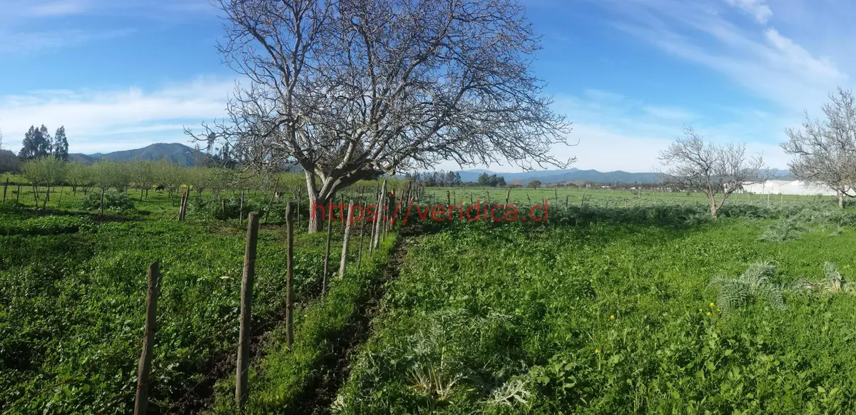 Tereno 100% plano en Zona Urbana Casablanca. - foto 5