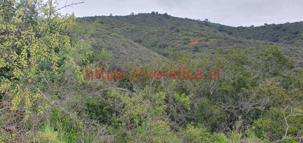 Veridica VENDE Hermosa parcela de agrado en Casablanca $39.990.000 - foto 3