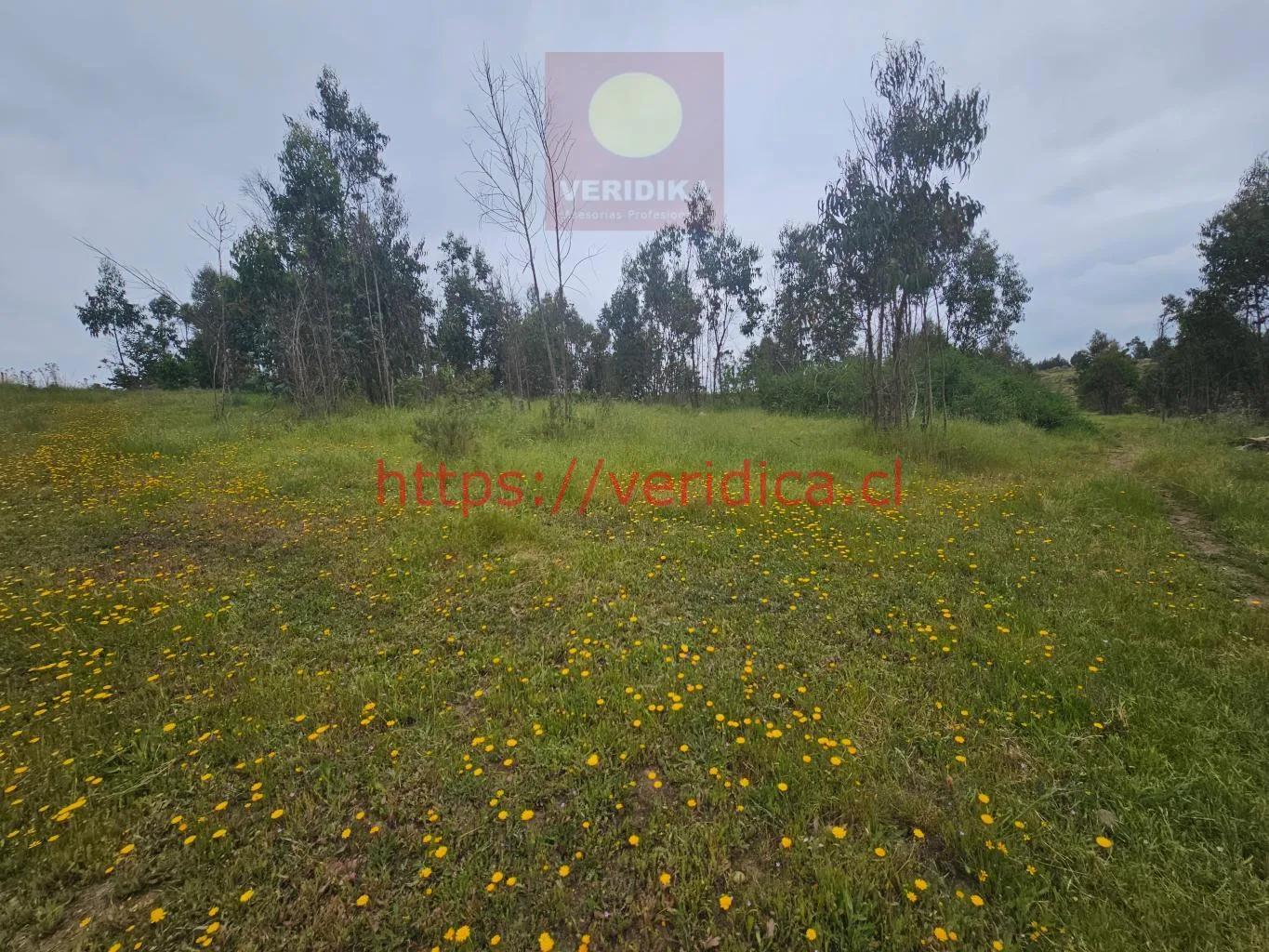 Vendo terreno industrial en Cartagena 6300uf/há, 23 há - foto 1