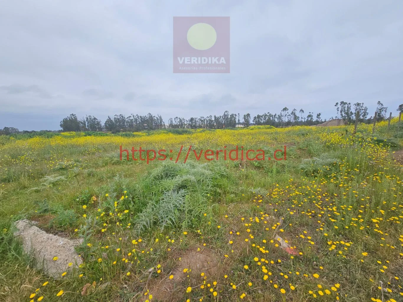 Vendo terreno industrial en Cartagena 6300uf/há, 23 há - foto 4